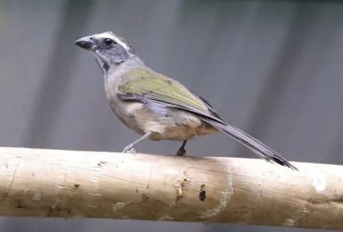 Animais-Silvestres