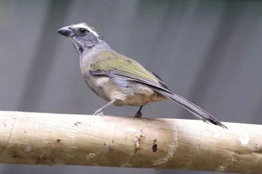 Animais-Silvestres