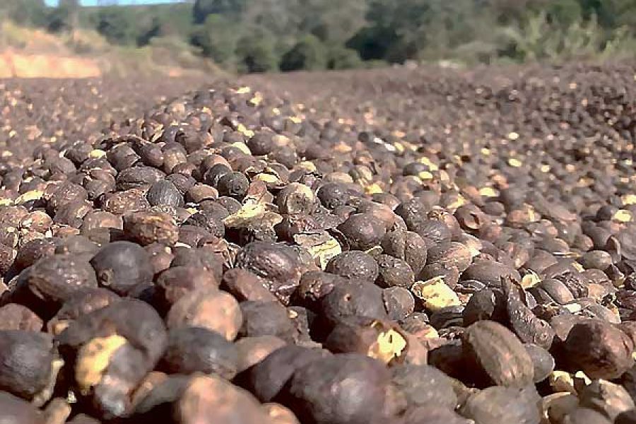 Cafe-em-coco