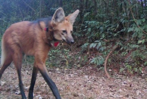 foto-lobo-coluna-mg-02-11-2025