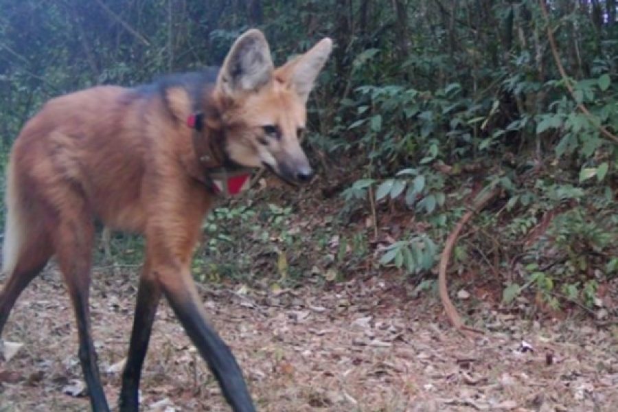 foto-lobo-coluna-mg-02-11-2025