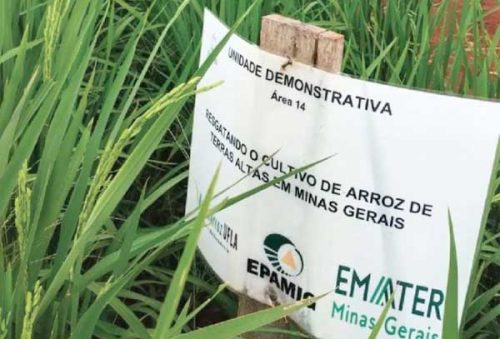 Cultivo-Arroz