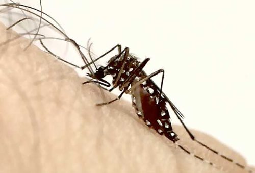 Dengue-MG