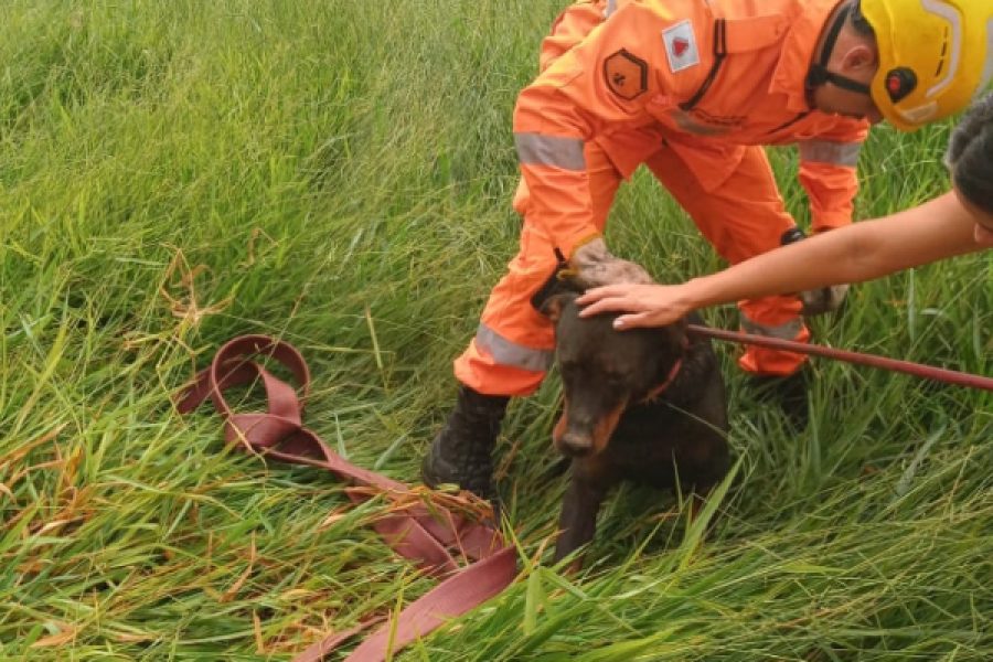 Dimensões personalizadas 600x407 px (1)