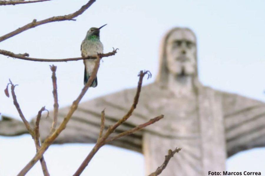 Dimensões personalizadas 600x407 px
