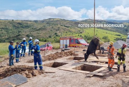 FOTO-bezerro-morre-apos-cair-em-buraco-de-obra-de-torre-de-telefonia-em-pocos-de-caldas-09-05-26