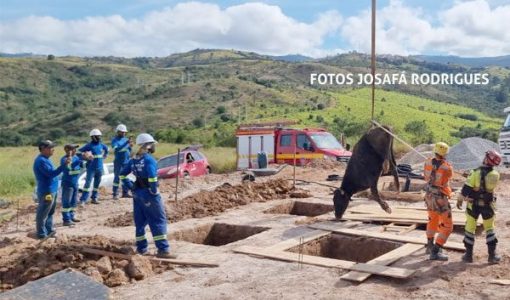 FOTO-bezerro-morre-apos-cair-em-buraco-de-obra-de-torre-de-telefonia-em-pocos-de-caldas-09-05-26