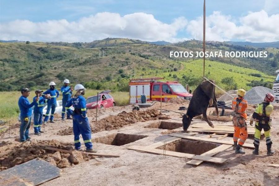 FOTO-bezerro-morre-apos-cair-em-buraco-de-obra-de-torre-de-telefonia-em-pocos-de-caldas-09-05-26