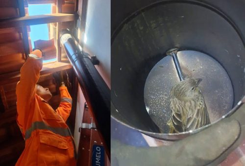 foto-bombeiros-resgatam-passaros-07-11-2025