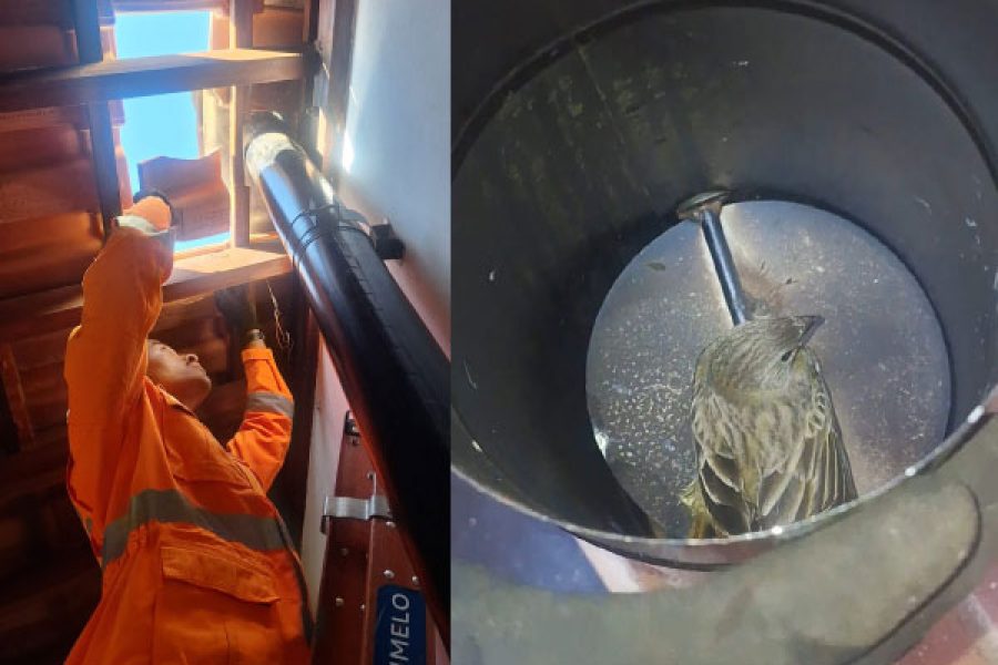 foto-bombeiros-resgatam-passaros-07-11-2025