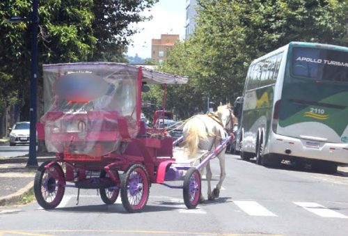 FOTO-decreto-proibe-circulacao-de-veiculos-de-tracao-animal-no-centro-e-em-avenidas-de-pocos-12-03-26