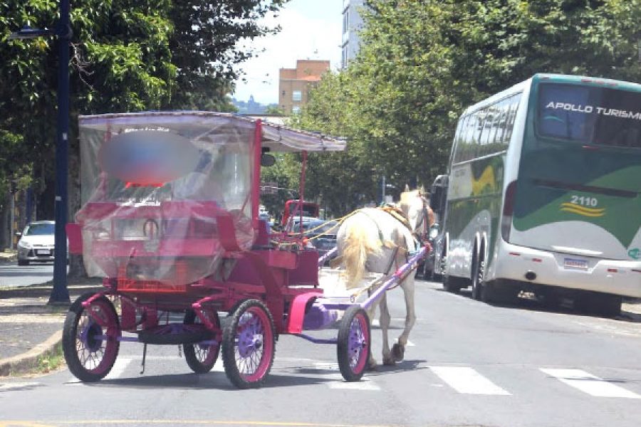 FOTO-decreto-proibe-circulacao-de-veiculos-de-tracao-animal-no-centro-e-em-avenidas-de-pocos-12-03-26