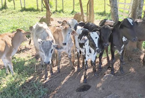 foto-operacao-alianca-rural-27-11-2025