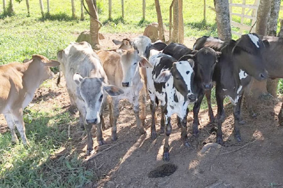 foto-operacao-alianca-rural-27-11-2025