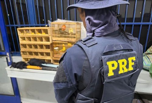 foto-prf-apreende-aves-06-10-2026
