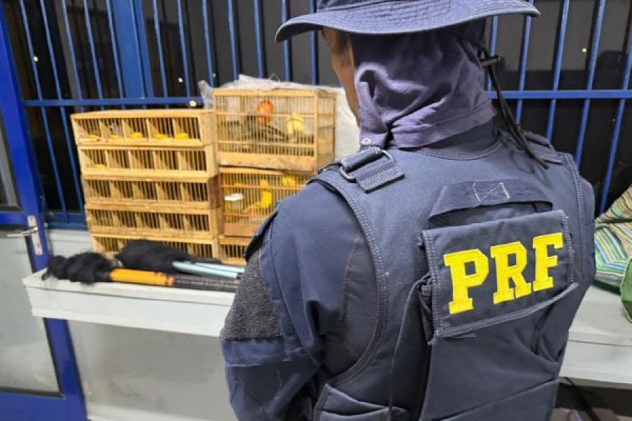FOTO-prf-apreende-aves-silvestres-mantidas-em-transporte-ilegal-e-autua-tres-suspeitos-06-10-26
