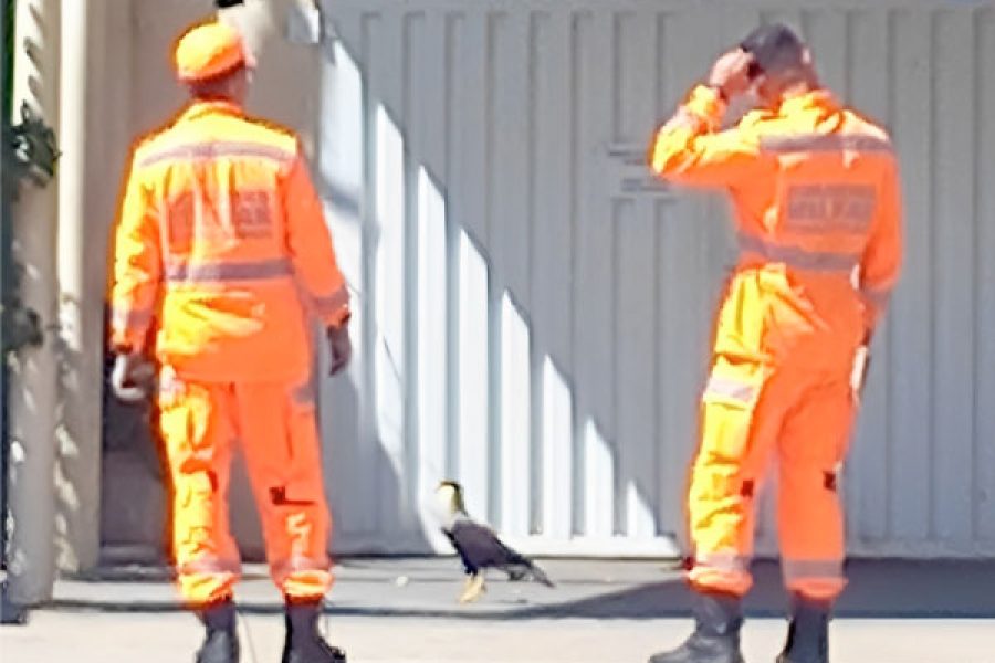 GAVIAO_3