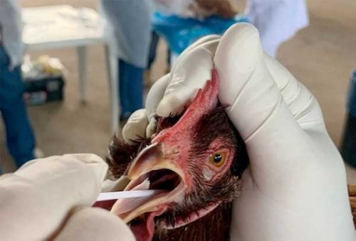 Gripe-Aviaria