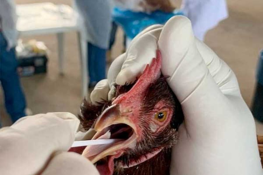Gripe-Aviaria