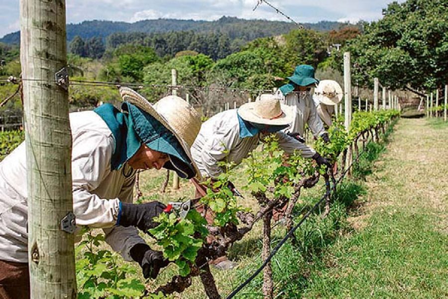Vinicolas-Espirito