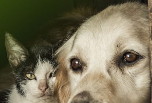 animais_10