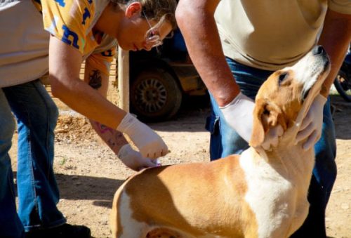 animais_18