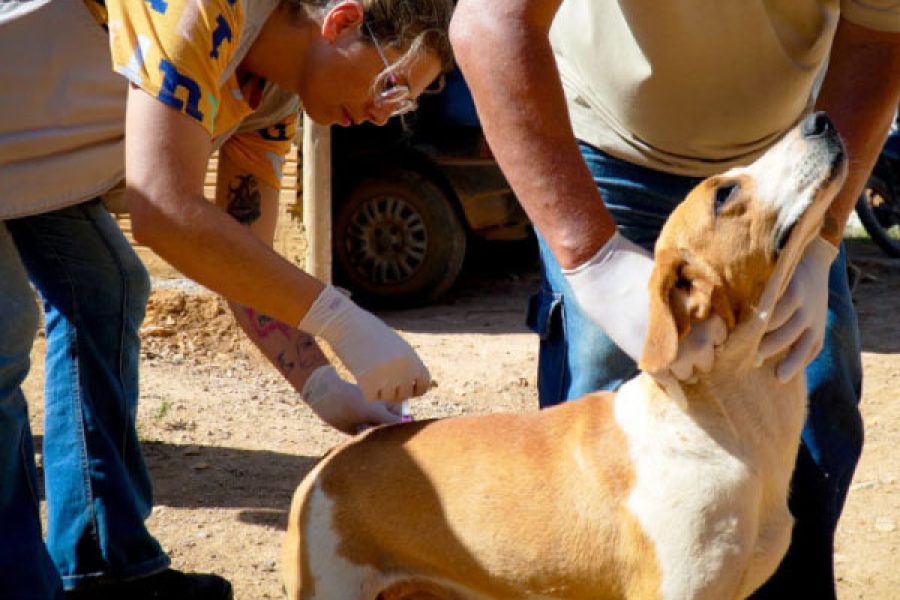 animais_18