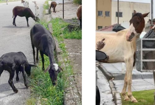 animais_27