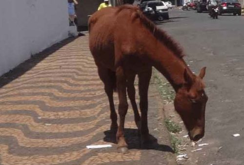 animais_4