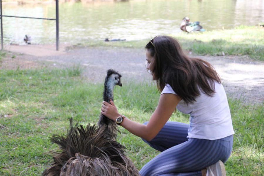 aves_11