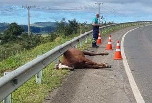 cavalo_24
