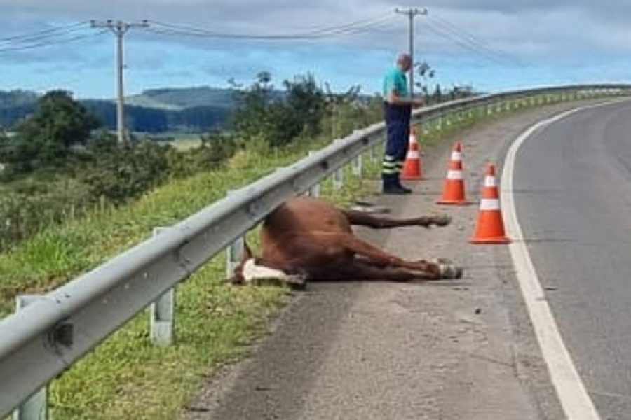 cavalo_24