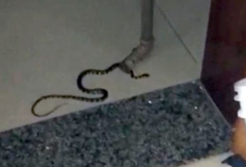 cobras_10