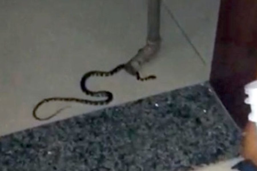 cobras_10