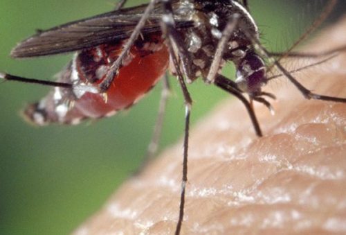 dengue