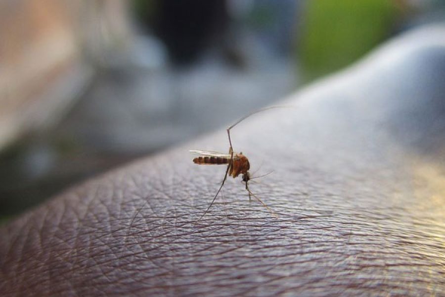 dengue_ed_9