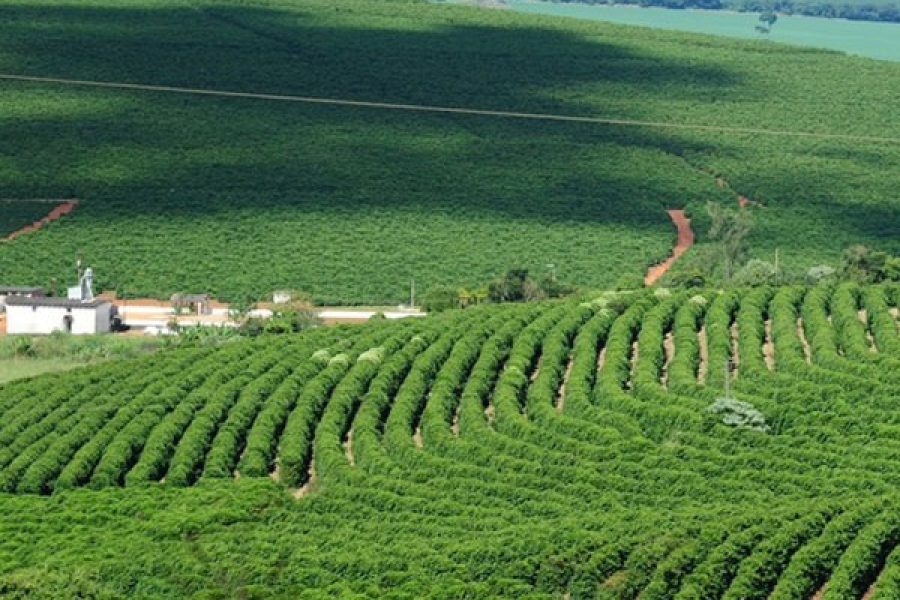 editorial_agro_22