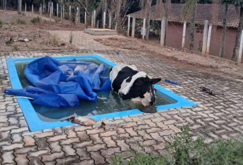 foot-vaca-piscina-16-09-25