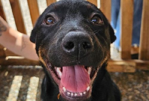 foto-adocoes-caes-29-12-2025