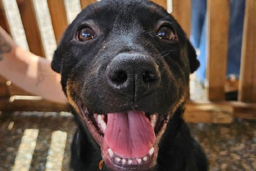 foto-adocoes-caes-29-12-2025