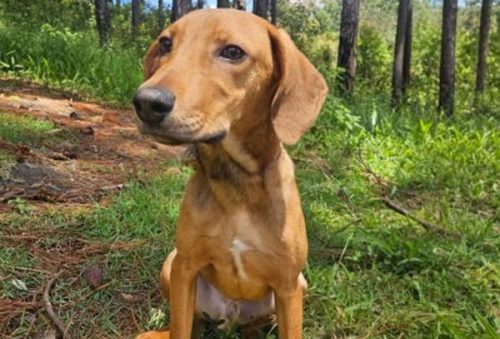 foto-adocao-responsavel-9-01-2026