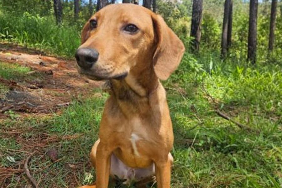 foto-adocao-responsavel-9-01-2026