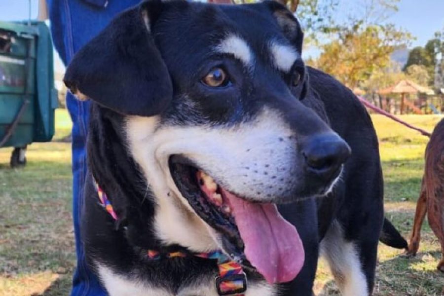 Foto: PMPC/Divulgação