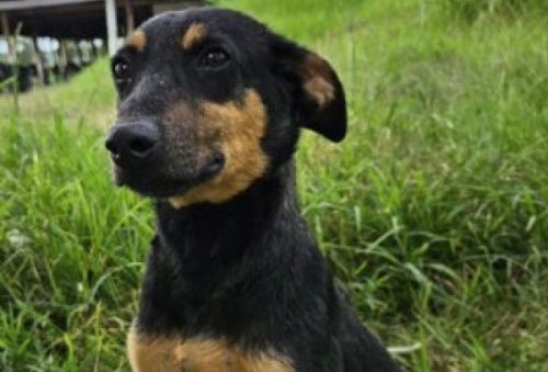 foto-apos-superacao-tom-segue-aguardando-um-lar-15-04-26