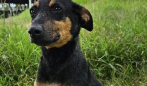 foto-apos-superacao-tom-segue-aguardando-um-lar-15-04-26