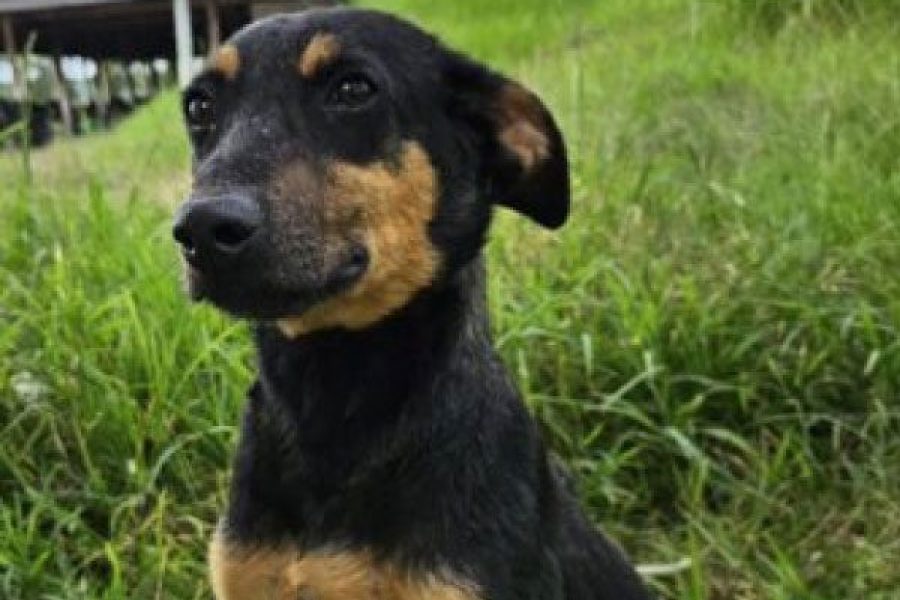 foto-apos-superacao-tom-segue-aguardando-um-lar-15-04-26