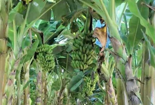 foto-frutas-producao-05-07-2026