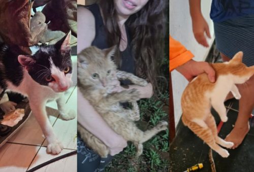 foto-bombeiros-resgate17-12-2025