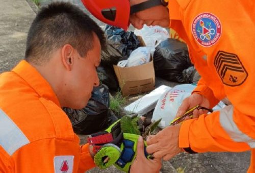 foto-bombeiros-resgatam-maritaca-presa-em-fios-com-cerol-a-12-metros-de-altura-08-04-26