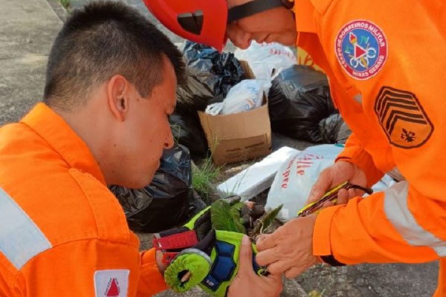 foto-bombeiros-resgatam-maritaca-presa-em-fios-com-cerol-a-12-metros-de-altura-08-04-26